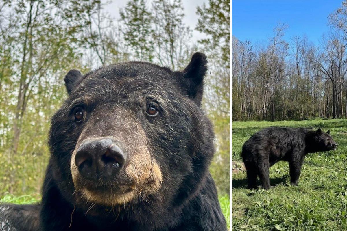 Minnesota Black Bear Needs Your Help To Fatten Up For Winter