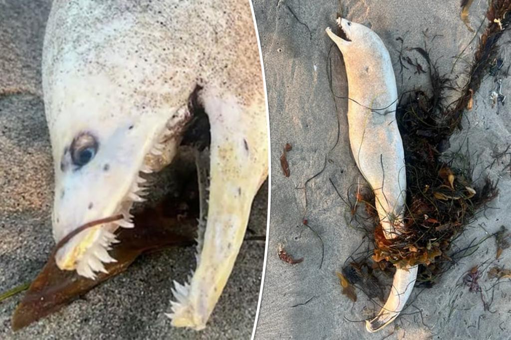 Ghoulish sea monster with creepy teeth washes ashore on beach