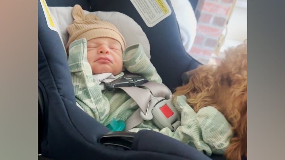 WATCH: Watch this golden doodle pup met his human baby brother