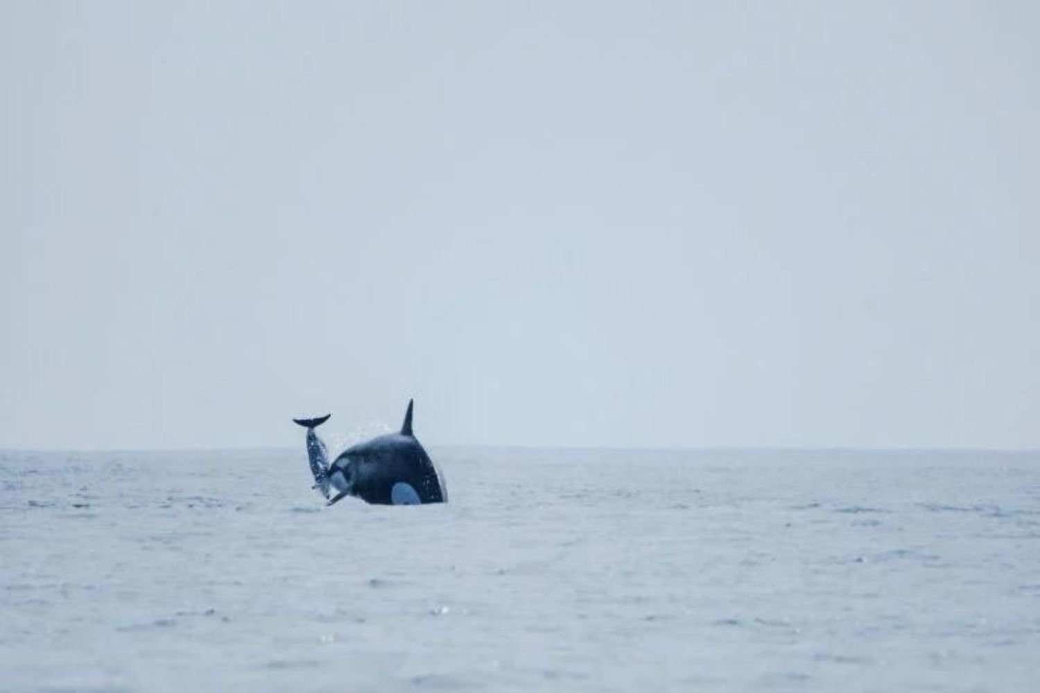 Imágenes impactantes muestran a un misterioso grupo de orcas cazando delfines