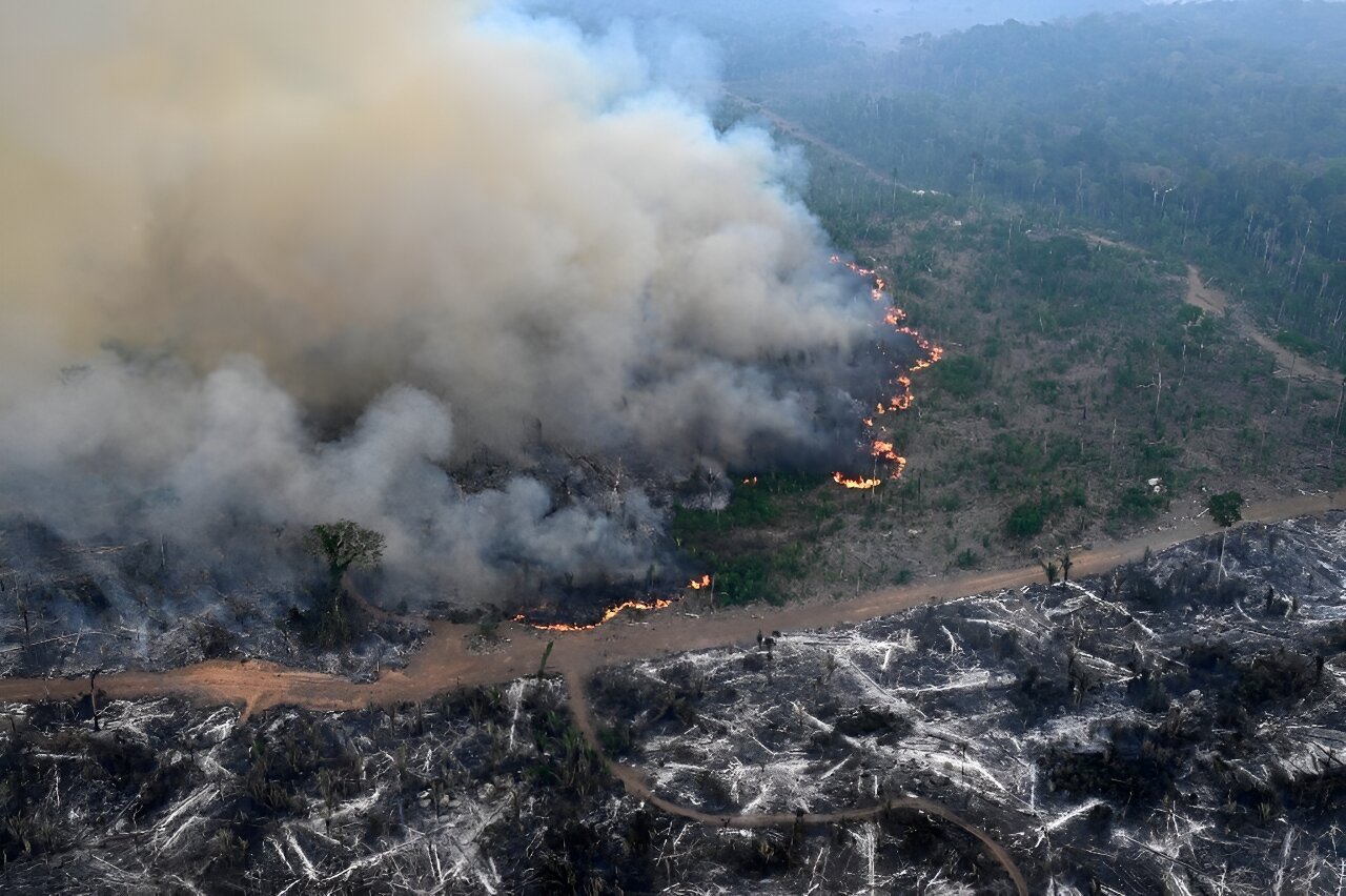 Amazon forest loses area the size of Germany and France, fueling fires