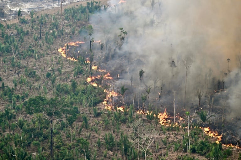 From Bolivia To Indonesia, Deforestation Continues Apace