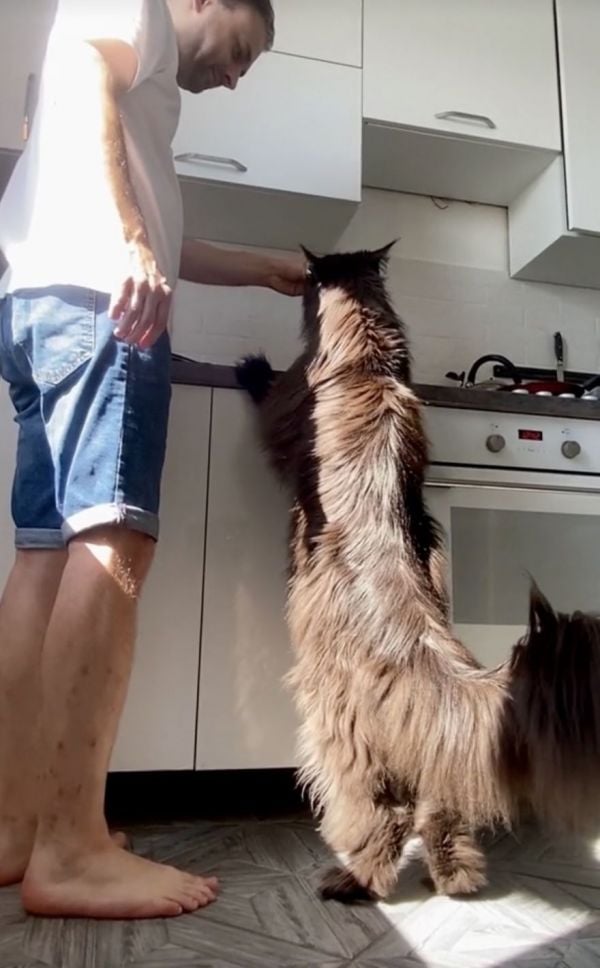 Super-sized House Cat Can Eat Right Off the Counter