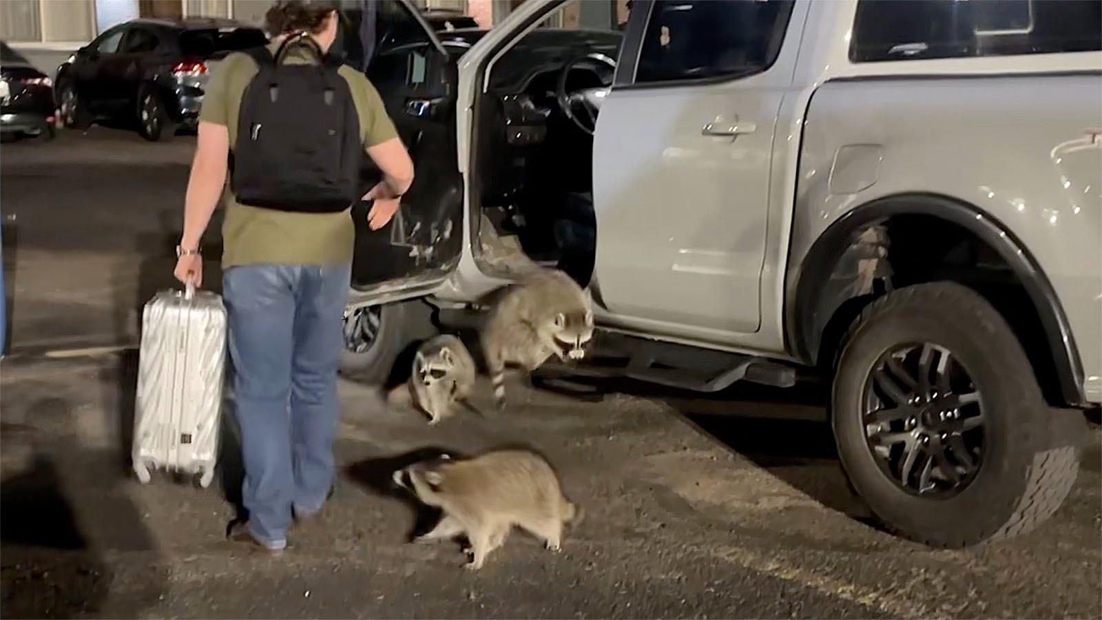 Gang of Raccoons Mobs Woman in Casper Hotel Parking Lot