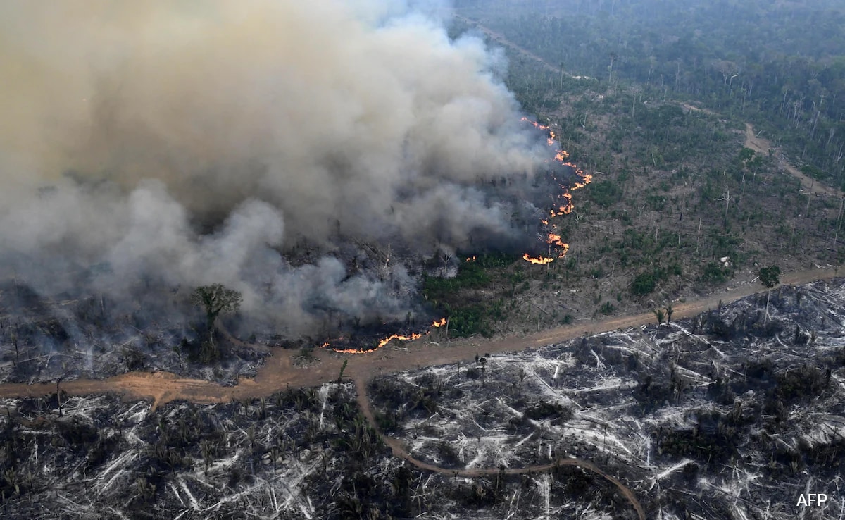 Amazon Forest Has Lost Area The Size Of Germany, France To Deforestation