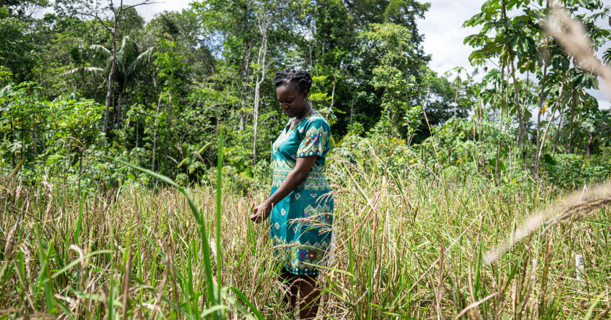 Au Suriname, les descendants d’esclaves marrons dorlotent leur riz