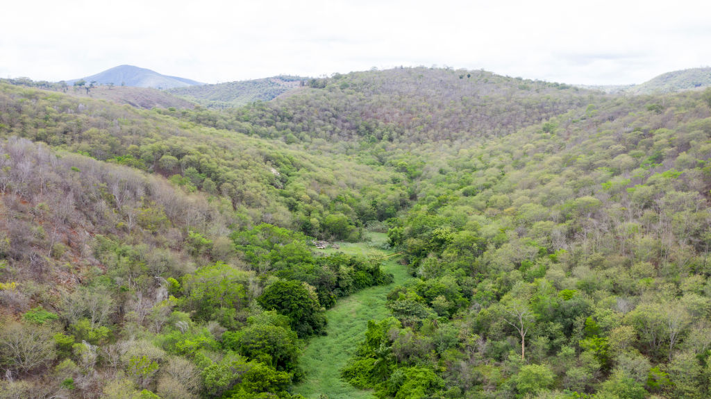 Watch: Farmers Could Be Key To Restoring Brazil’s Forests