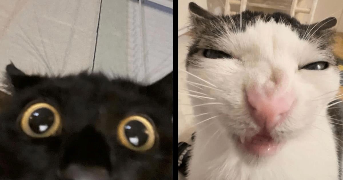 22 Silly Cats From Gloriously Goofy Angles to Cure the Curse of the Human Condition With LOLs