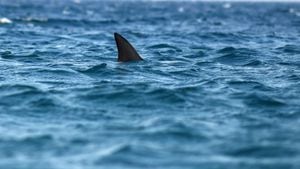 Popular Massachusetts beach to remain closed to swimming through end of month due to sharks