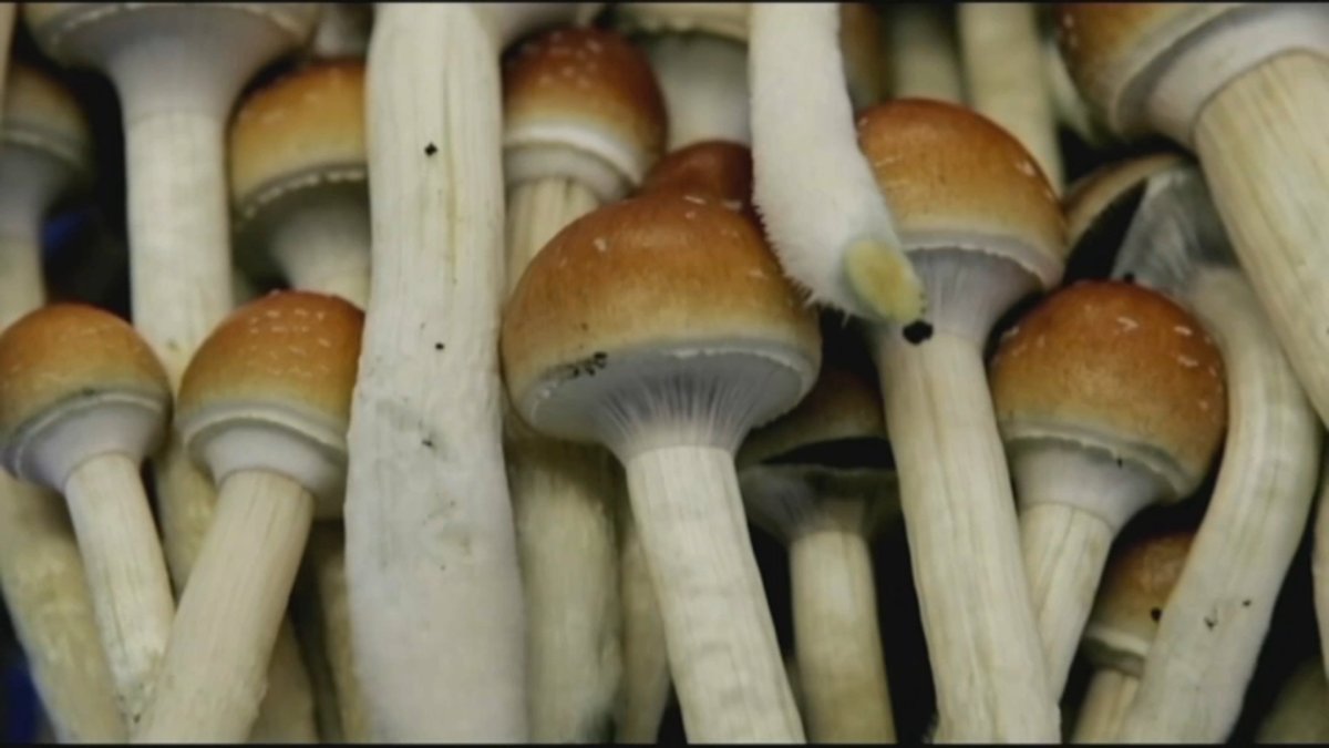 Mass. Question 4: Should some psychedelic drugs be legal?