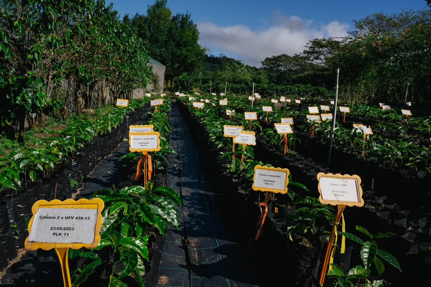 Starbucks Opens 2 Innovation Farms In Effort To Protect Coffee Supplies