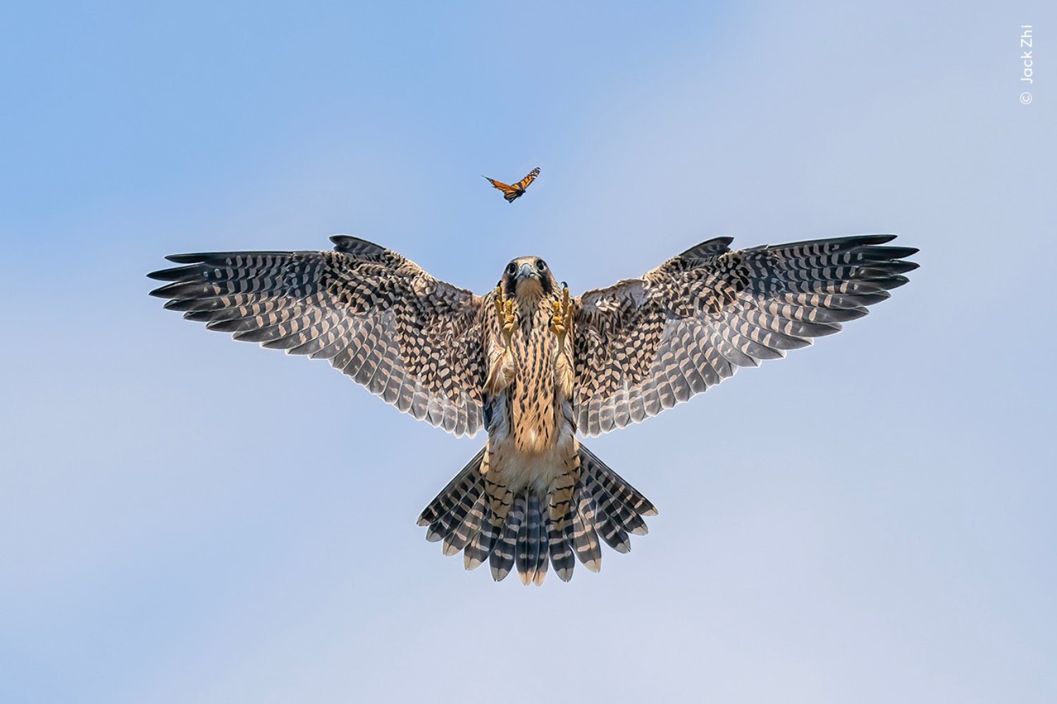 Wildlife Photographer of the Year Winning Images Show the Beauty of Life and Death