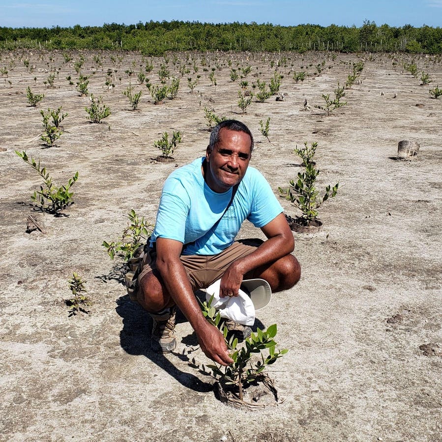 How Does Restoring Mangroves Make A Better Life For Fishers In Haiti?