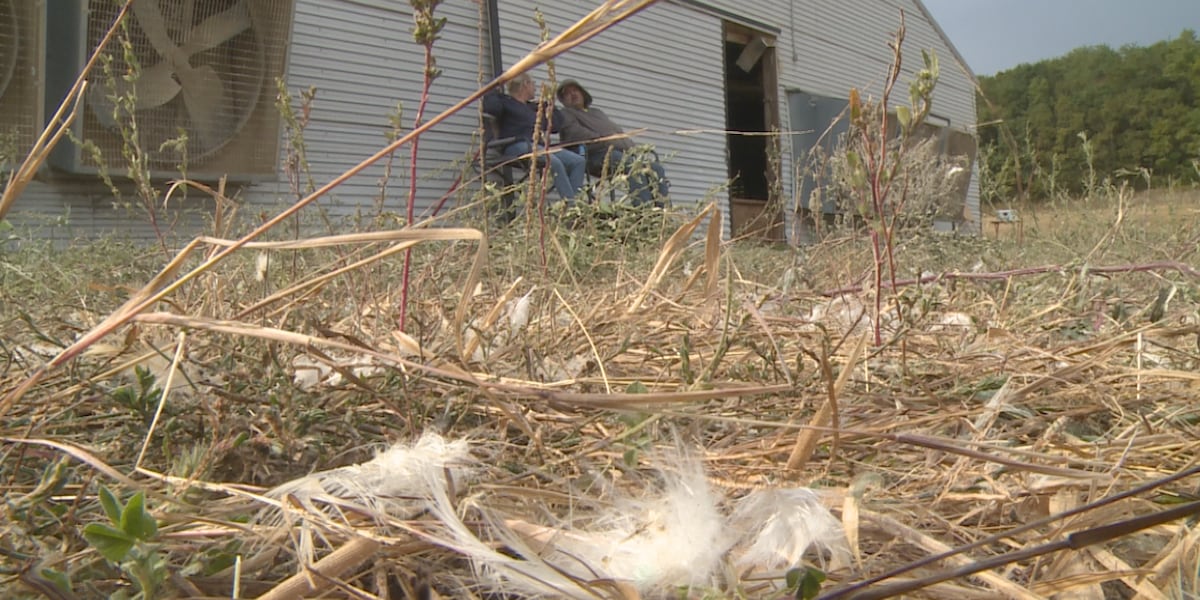 Wisconsin farmers grapple with impacts from closure of Iowa chicken processing plant