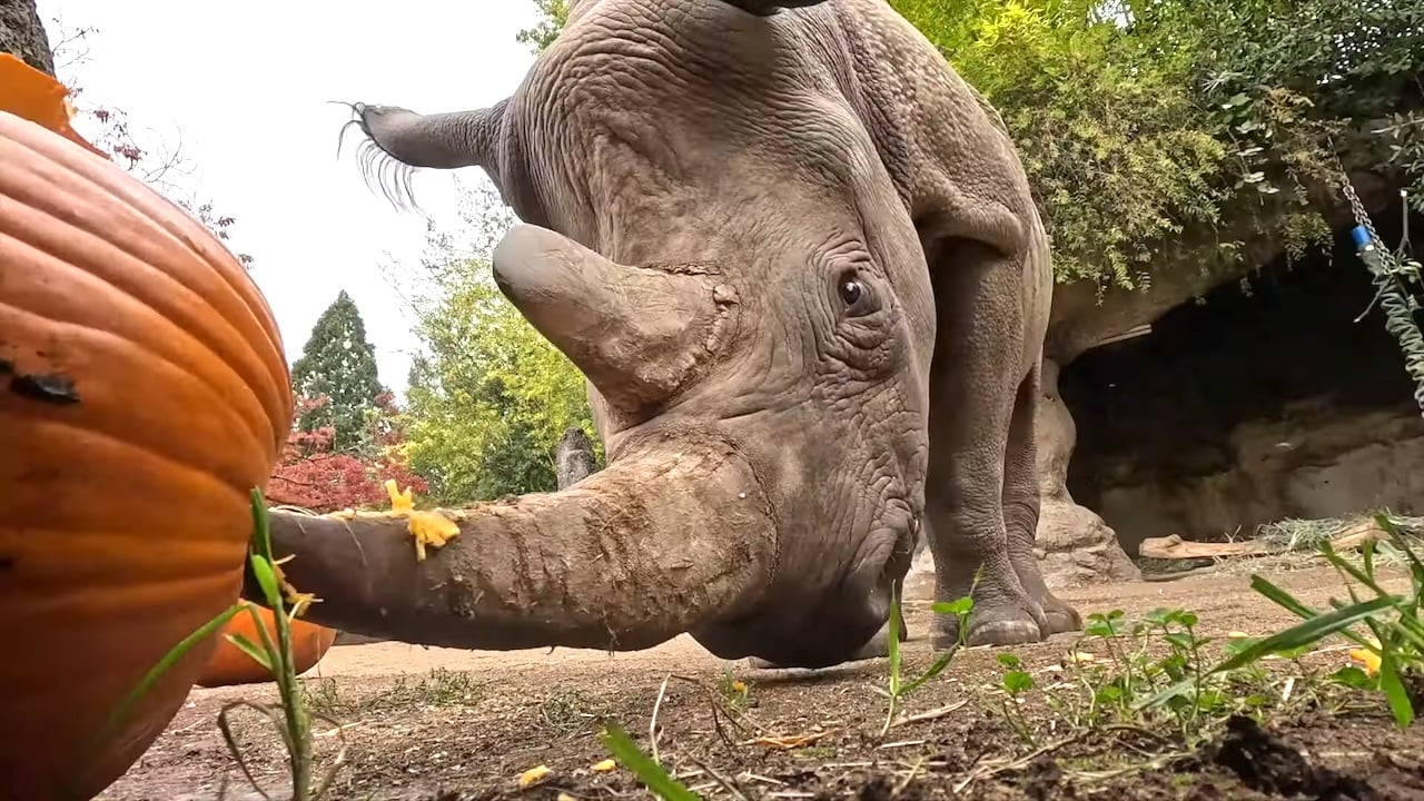 The Black Rhinos of Oregon Zoo Have a Glorious Time Goring and Squishing Halloween Pumpkins