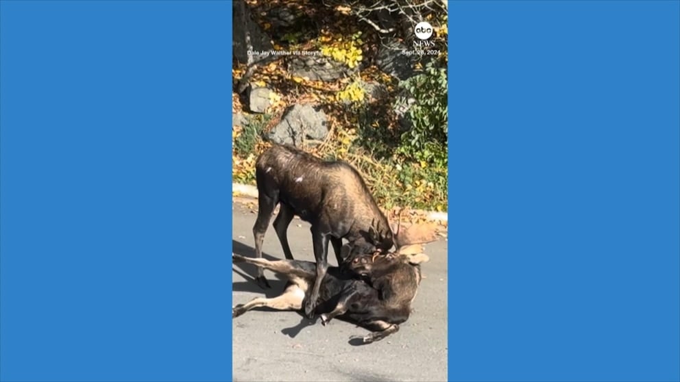 WATCH: Bull moose go antler-to-antler in Alaska neighborhood