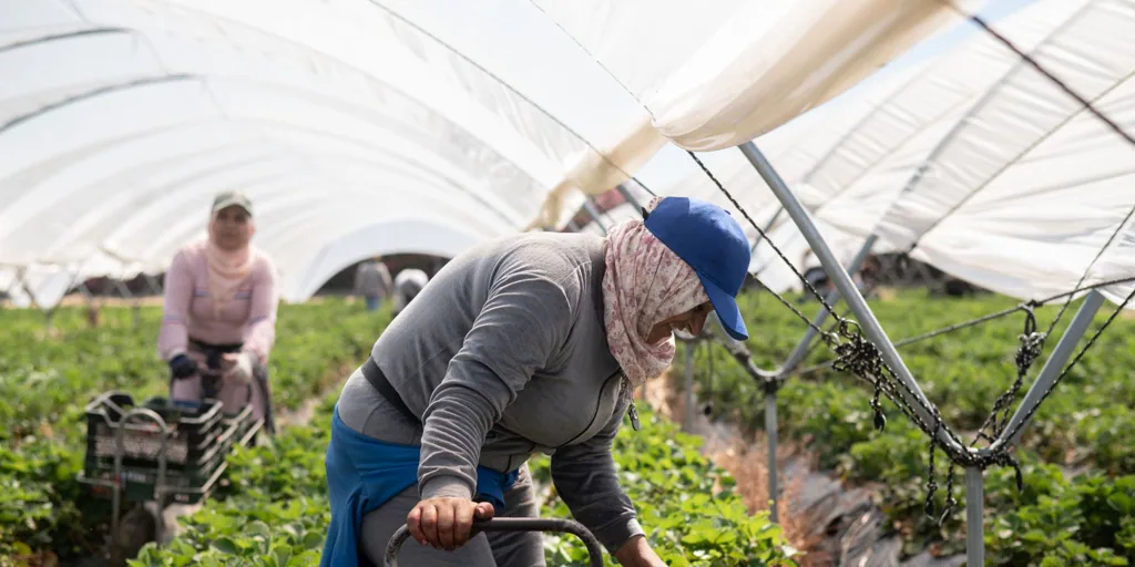 Las dos caras del campo andaluz: miles de jornaleros en el paro y los agricultores andaluces buscando peones en el extranjero