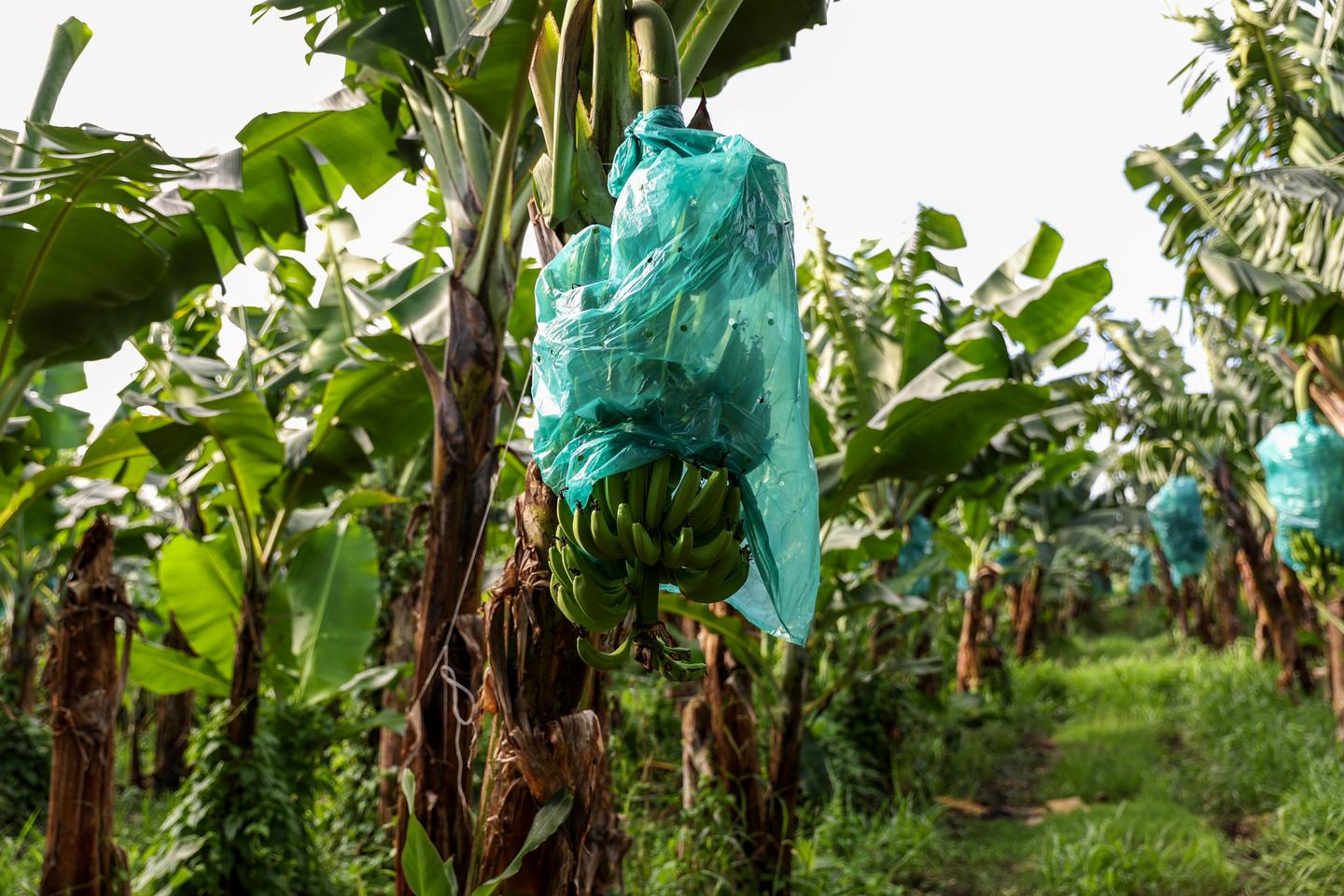 A la Martinique, les sols pollués au chlordécone contraignent les agriculteurs à s’adapter