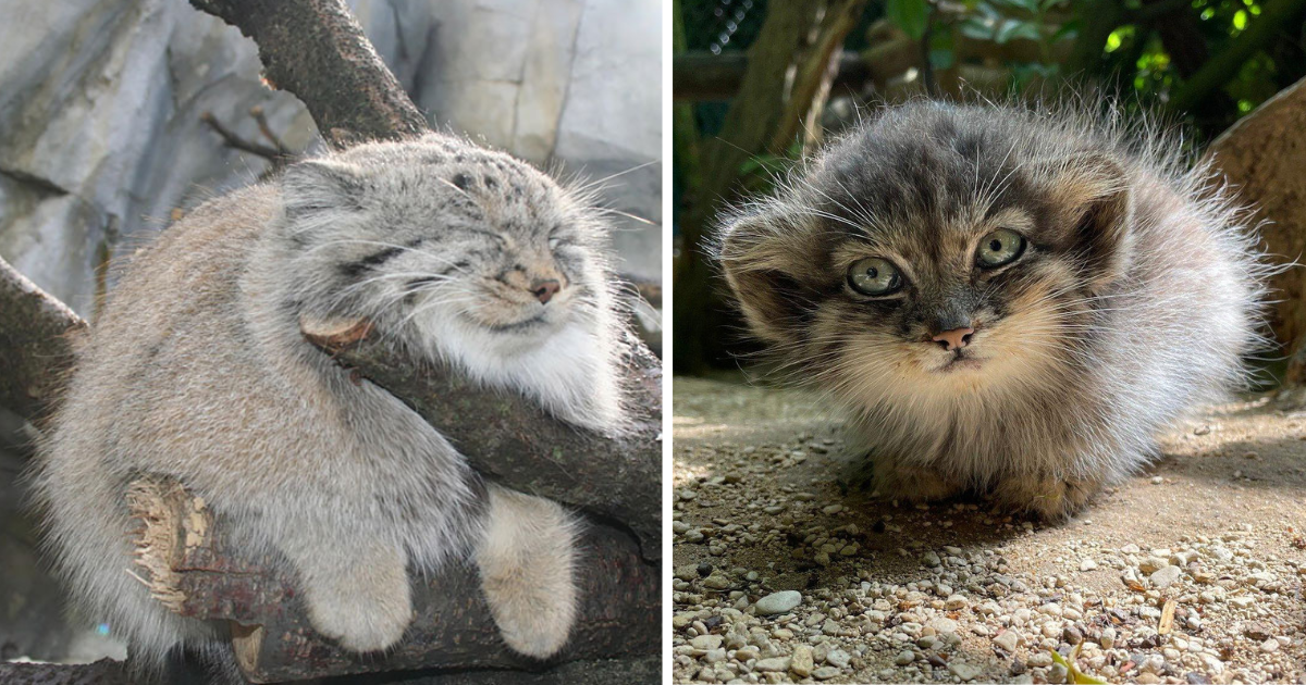 20 Pictures of Purrfect Pallas' Cats to Soften Your Arrival to the Work Week With an Adorable Abundance Floofy Fluffballs