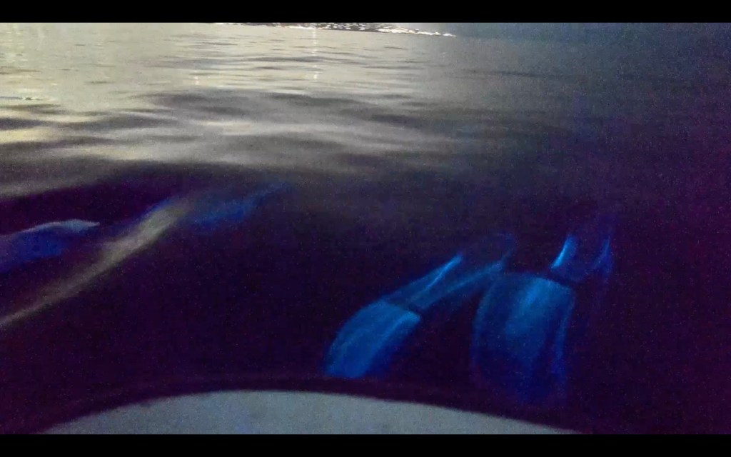 Video: Dolphins bound about amid bioluminescence off California coast