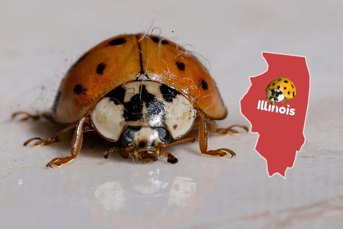 How To Stop Asian Lady Beetles From Invading Illinois Homes