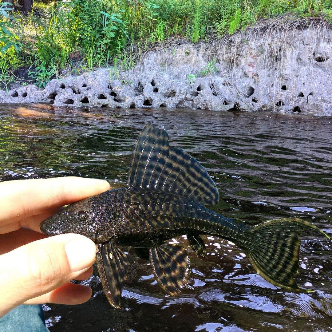 Mysterious holes on Florida riverbanks identified as 'catfish condos'