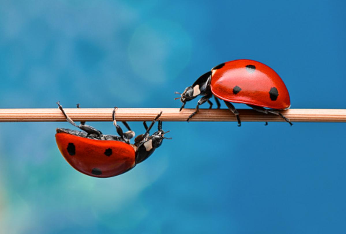 Illinois Is Currently Covered In Swarms Of Ladybugs–Here’s Why