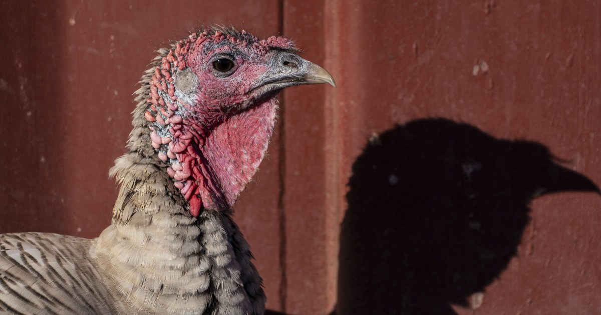 Bird flu suspected in four Washington farm workers, CDC sends team