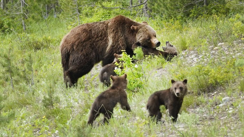 A grizzly bear that delighted Grand Teton visitors for decades has been killed by a vehicle in Wyoming