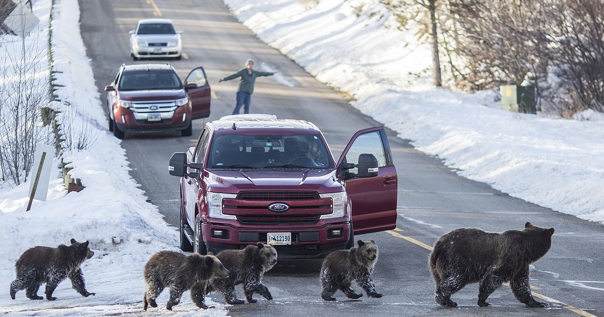 Grand Teton grizzly bear No. 399 that delighted visitors for decades is killed by vehicle in Wyoming