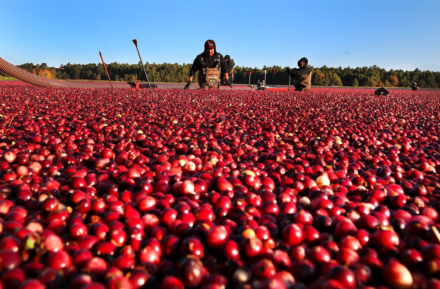 It’s time to corral the cranberries