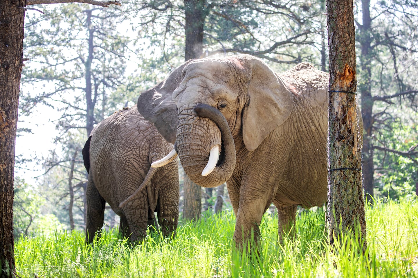 Should elephants have the same rights as people? A Colorado court may decide.