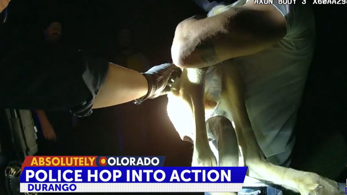 Durango Police engage in "hop pursuit" with kangaroo loose on Main Street