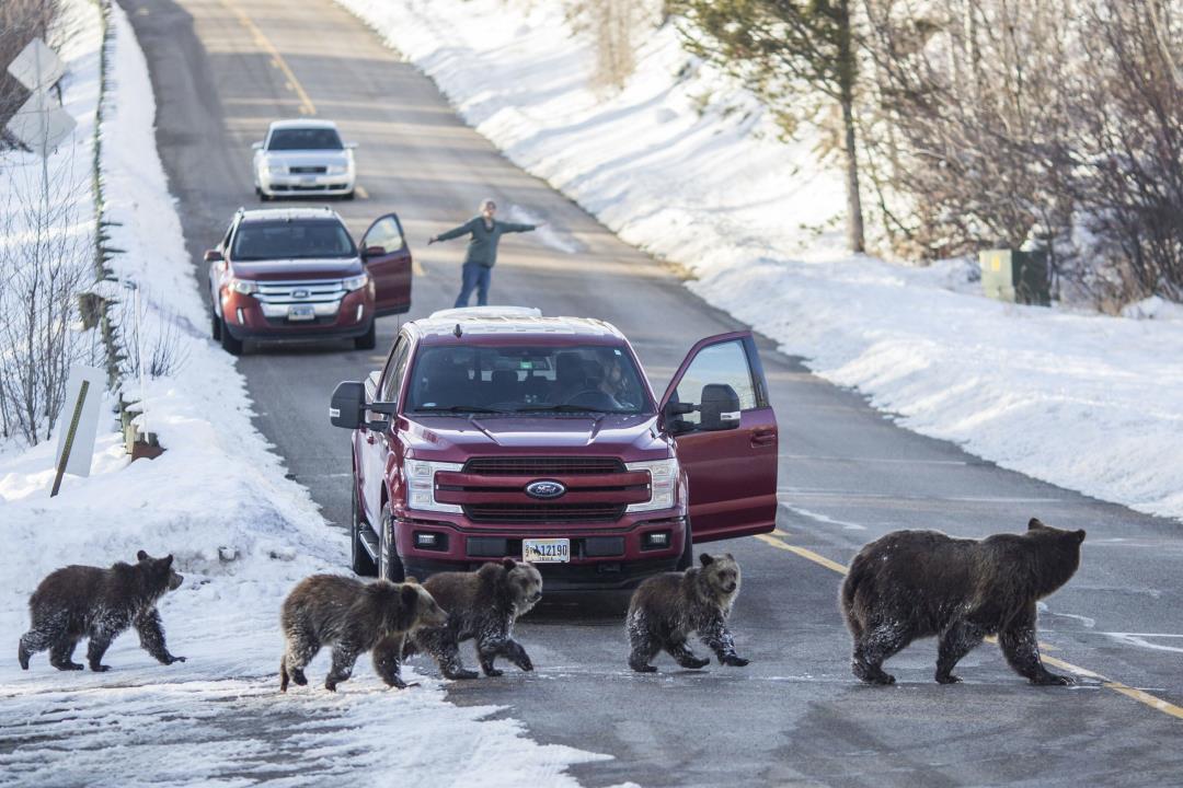 'Most Famous Grizzly' Killed in Vehicle Strike