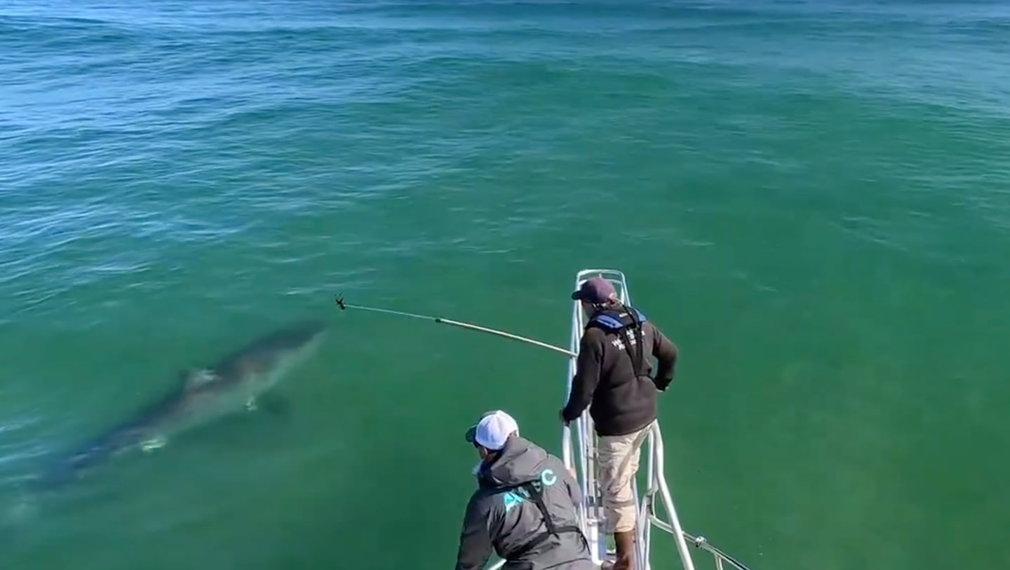 12-foot shark spotted in the waters off Chatham