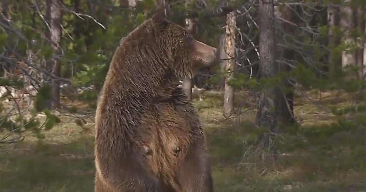 Grizzly Bear 399 fatally struck by car in Wyoming