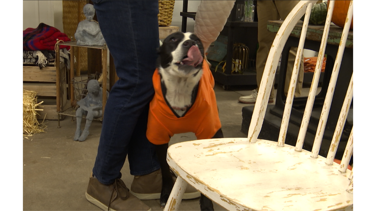 Venetucci Farm welcoming dogs for final day of "Pumpkin Fest"