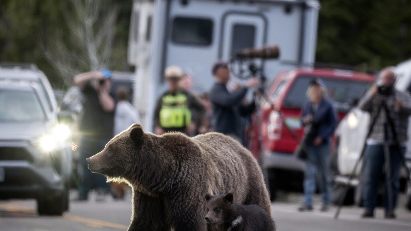 Cub of Wyoming grizzly No. 399 unseen since mom's death but odds look good