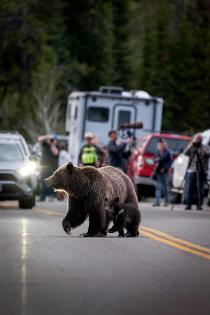 A cub of famous Wyoming grizzly No. 399 has been unseen since his mom's death but odds look good