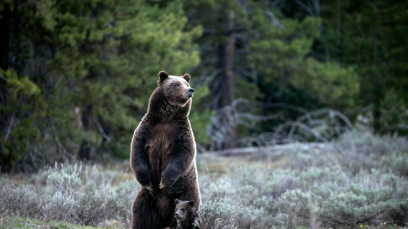 «Queen der Grand Tetons»: Berühmte Grizzly-Bärin in den USA bei Autounfall getötet