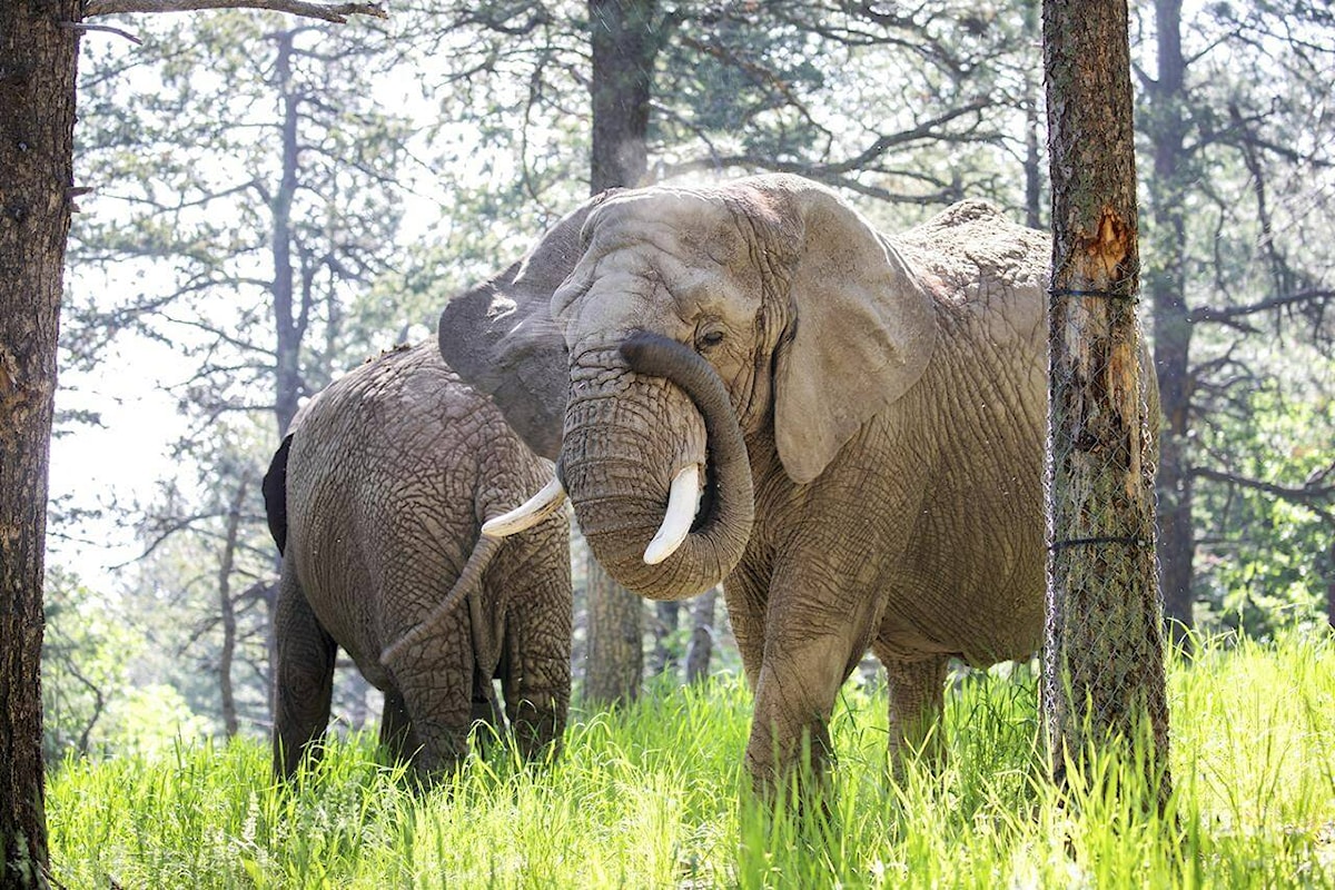 Can an elephant sue to leave a zoo? Colorado’s top court must now decide