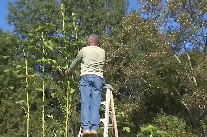 Alabama couple's 16-foot, 10-inch okra plant might be world's largest