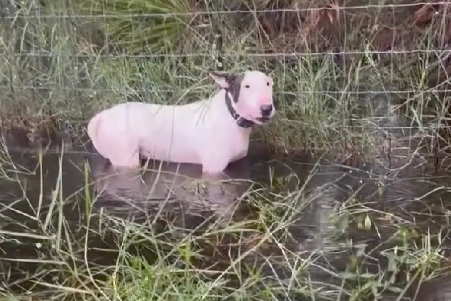 Florida Man Arrested After Allegedly Leaving Dog Tied to Fence Before Hurricane Milton