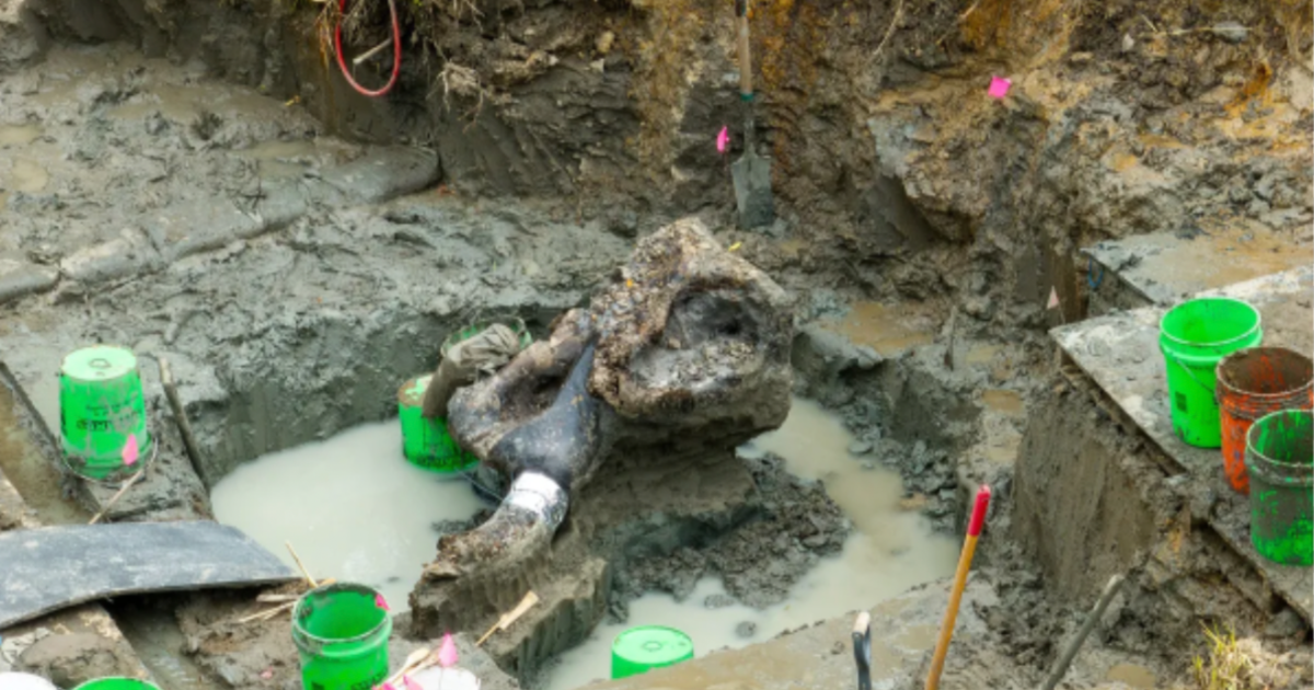 Remarkablly Well-Preserved Bones Of A Mastodon Skeleton Have Been Found And Excavated In Iowa