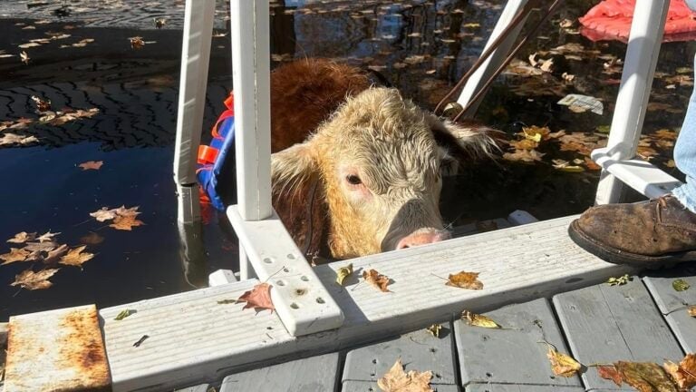 Soggy cow rescued from New Hampshire swimming pool