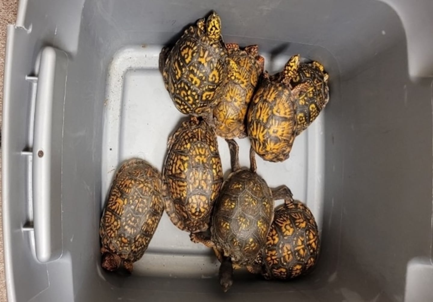 Woman pleads guilty to attempting to smuggle protected turtles