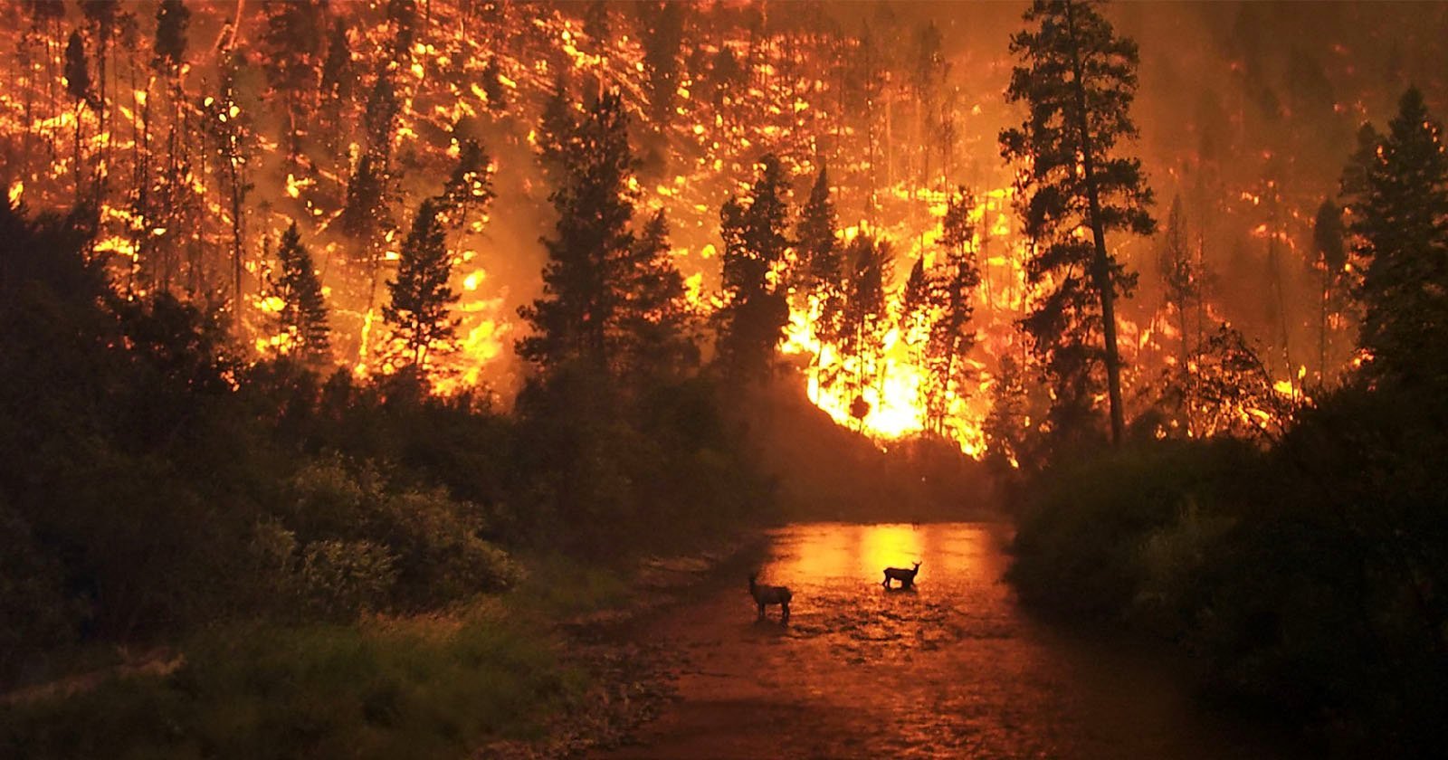 This is the Most Iconic Wildfire Photo Ever Taken