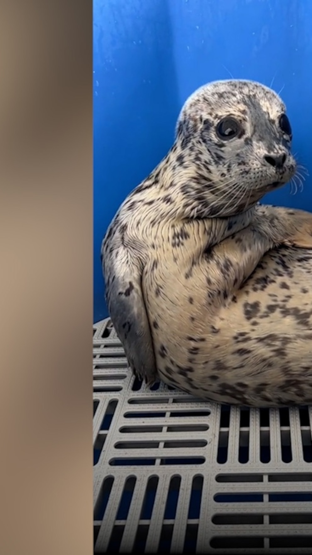 WATCH: Meet Biscuits, the adorable sea pup making everyone's day