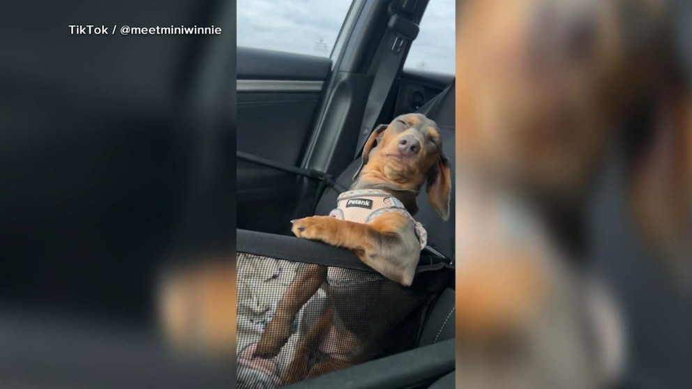 WATCH: Miniature dachshund refuses to take a nap