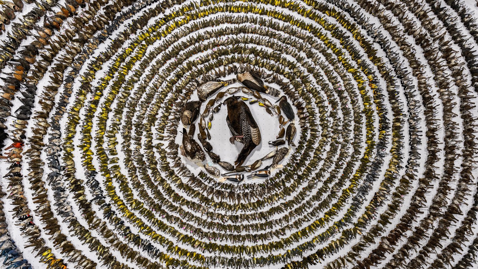 Devastating image of dead birds wins Bird Photographer of the Year 2024